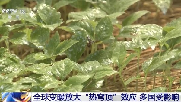 股策略 多国气温破纪录，大气环流异常导致极端高温天气